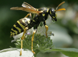 Polistes dominula